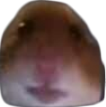 hamster